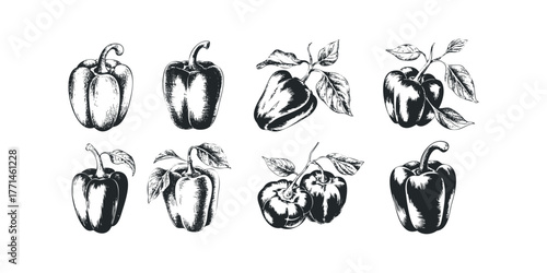 Collection of Sketchy Bell Peppers on White Background