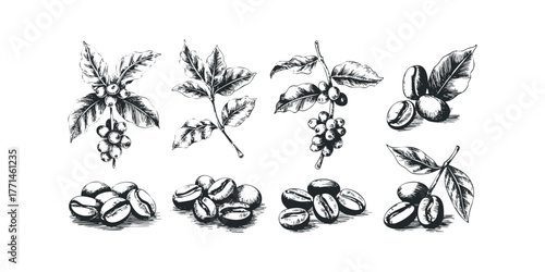 Coffee Bean and Branch Sketch Collection