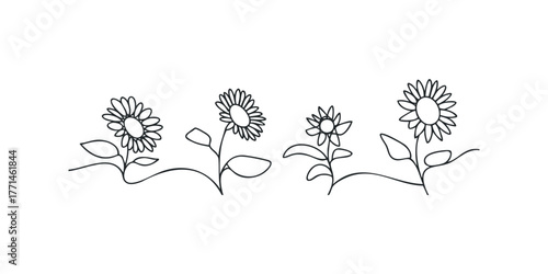 Continuous line drawing of blooming sunflowers on stalks