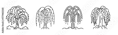 Elegant weeping willow tree vector illustration nature element scalable