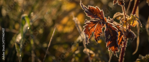 GROUND FROST - Hoarfrost on the leaves of meadow plants