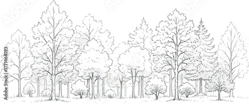Monochrome Forest Drawing | Sketch Illustration of Trees and Foliage for Coloring Books and Educational Resources