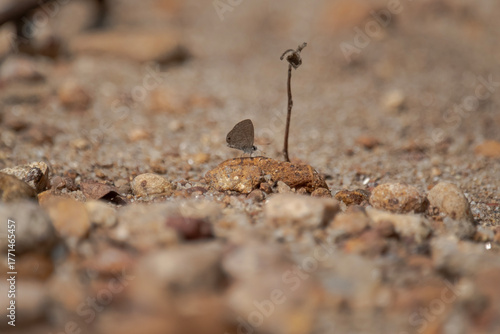 Line Blue Butterfly, Petrelaea dana, the dingy lineblue butterfly