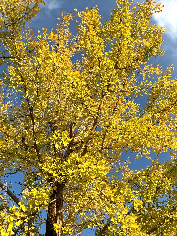 Fototapeta premium 金運が高まる煌びやかな秋の街路樹
