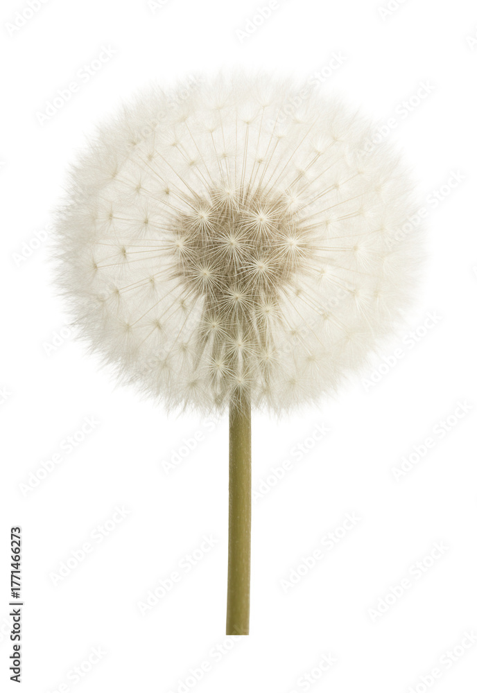 Fototapeta premium Fluffy white seed head of a mature dandelion.