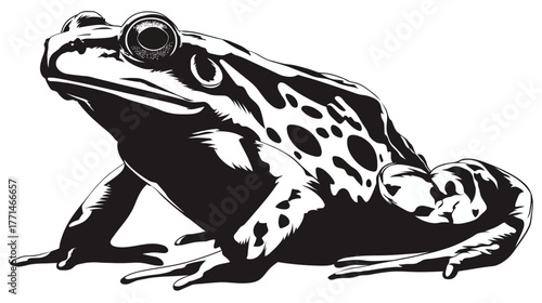 A black and white illustration of a frog with spots sitting on a white background