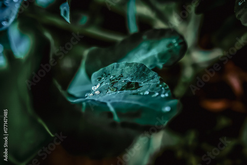Obraz na płótnie Dew Drops on Green Leaf – Fresh Morning Nature Macro