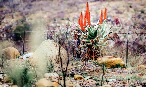 Vibrant Aloe Vera in Arid South African Landscape – Symbol of Resilience and Healing