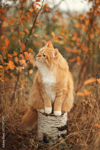 A photo of a beautiful red cat in an autumn forest.