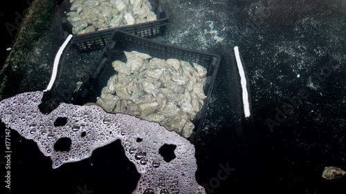 Fresh oysters in crates in freshwater bassins on local fish market