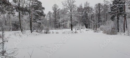 Snow covered the ground. White snow covered the surface and clung to the branches of plants, trees, and bushes. Black trees tower above the snow, snow clinging to their trunks and branches.