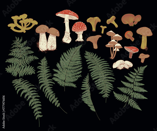 Collection of drawings of mushrooms and ferns. Vector illustration