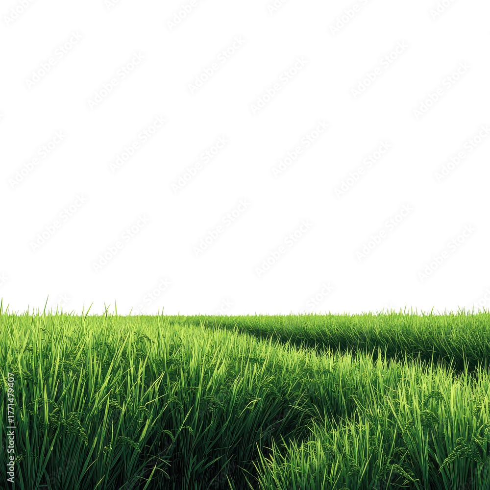 Obraz premium Lush green rice plants fill a vast field, reaching towards the bright sky on a sunny day