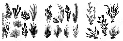Ocean botanical design elements feature marine floral leaves patterns and natural shapes in isolated flat illustrations