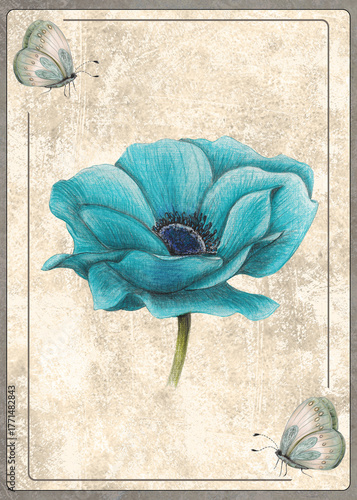 Hand Drawn Blue Anemone Flower, Botanical Card