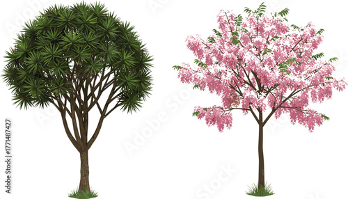 Beautiful tropical green tree and pink blossom flowering tree side by side, spring nature background, natural botanical illustration, isolated design