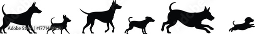 Dog evolution silhouette, puppy to adult stages, running and playing dogs, pet growth concept, black vector illustration for animal design.