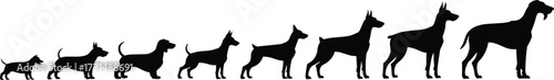 Dog silhouette evolution showing puppy to adult growth stages, pet animal vector illustration, canine development, training, design, and artwork concept.