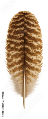 Mottled brown and white tail feather from a heath hen.