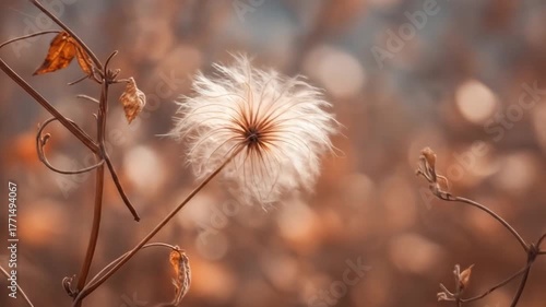 Wallpaper Mural Close up of fluffy seed head with delicate structure soft focus background Torontodigital.ca