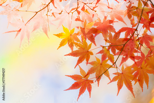 Autumn maple leaves in sunlight