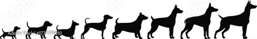 Silhouette of growing dog evolution stages from puppy to adult, isolated on white background, symbolizing pet growth, development, and life cycle.