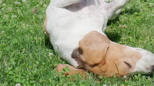 Close-up shot of a happy 10-year-old senior Beagle dog rolling and scratching its back vigorously on bright green grass and clover under the warm sunshine.