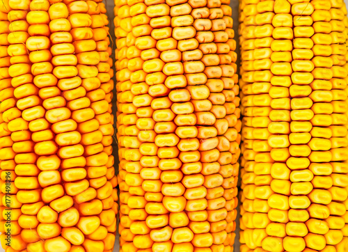 Close-up of three yellow corn cobs showing rich texture and vibrant kernels. texture background