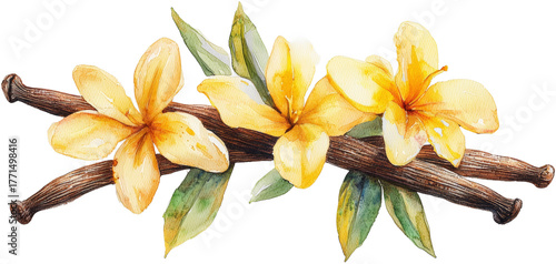 vanilla pods 