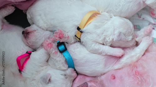 Close-up top-down view of several white newborn puppies wearing brightly colored identification collars (yellow blue pink) nursing from their fluffy mother.