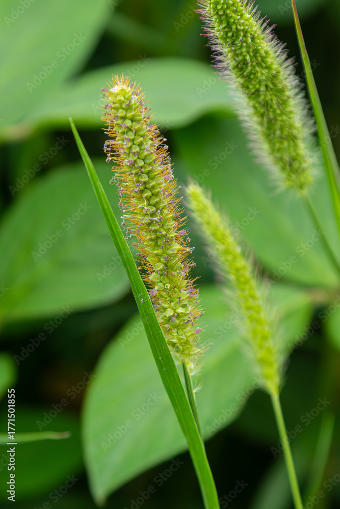 Naklejka premium Yellow foxtail grass blooms in a lush green setting during a sunny day in a natural habitat