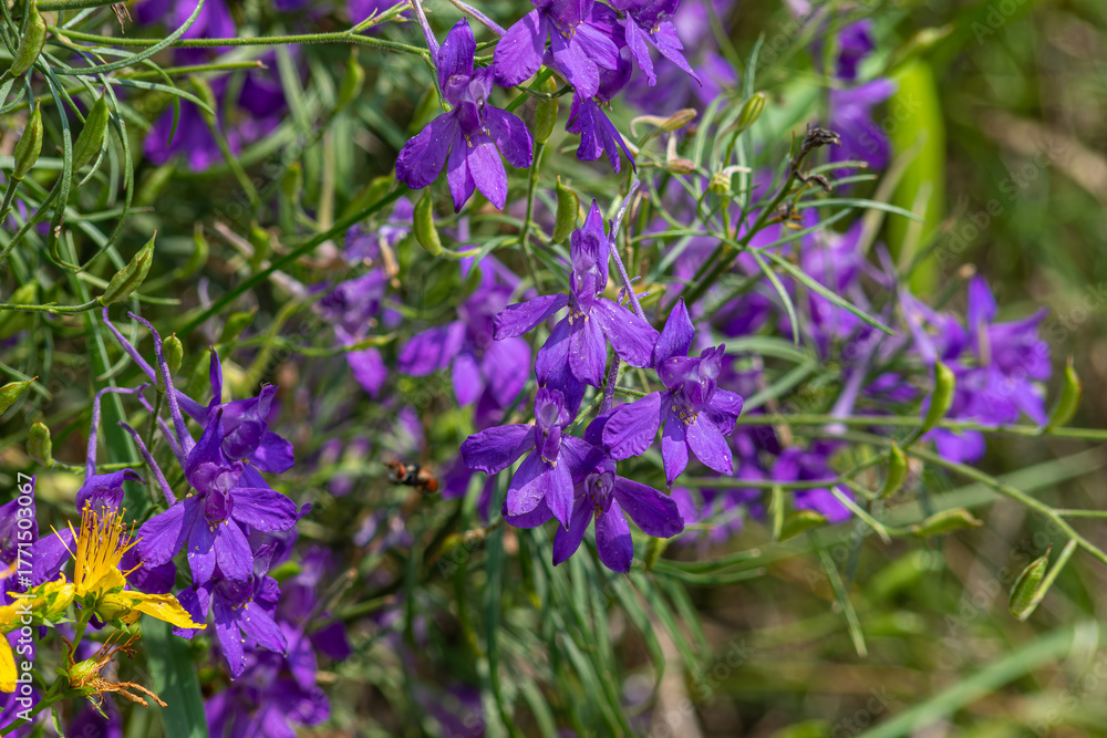 Obraz premium Forking Larkspur blossoms in vibrant purple fill the meadow as spring unfolds showcasing their delicate beauty and intricate petals in a natural habitat