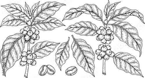 Coffee plant branches with ripe cherries and green leaves in a vintage botanical illustration style on a dark background