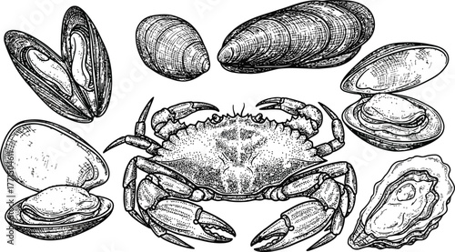 Dark textured crab and various shellfish including mussels and clams on a black background for seafood concepts