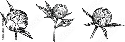 Three dark stylized flower buds with subtle green hues and emerging leaves on a black background symbolizing growth