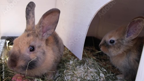 Two cute baby rabbits one light brown and one sitting inside a wooden hutch are seen eating hay and nesting material on a sunny day.