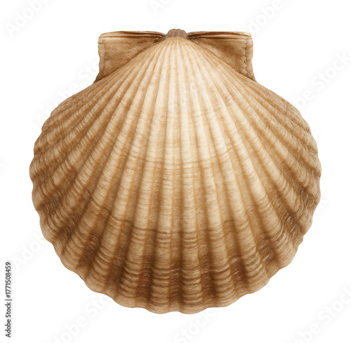 Ridged shell of a bivalve mollusk featuring a hinge ligament.