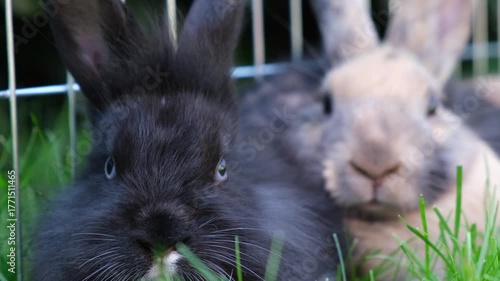 Two cute rabbits one fluffy black and one light brown sit close together in tall green grass near a wire cage looking directly at the camera.