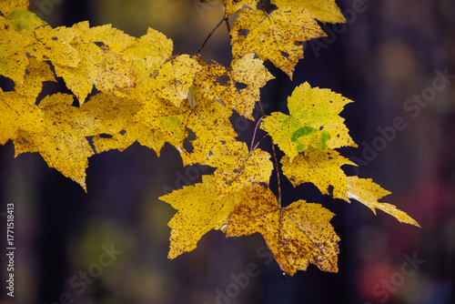 Silver Maple (acer saccharinum) leaves yellow and golden colored during fall in Wisconsin