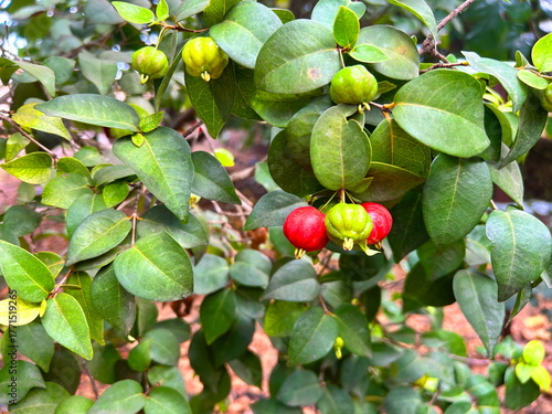Surinam cherry on a branch. Red berry. A tree in the garden against the background of the sky. Eugenia uniflora Pitanga
