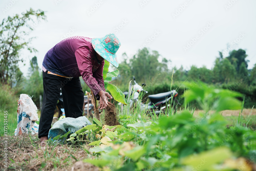 Naklejka premium Harvesting vegetables rural farm agriculture outdoor close-up sustainable living