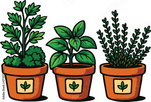 Fresh green herb plants growing together in small terracotta pots for kitchen use