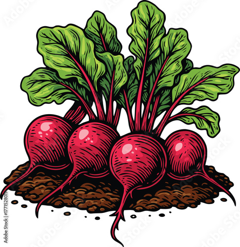 Fresh red beetroots growing in soil with vibrant green leafy tops