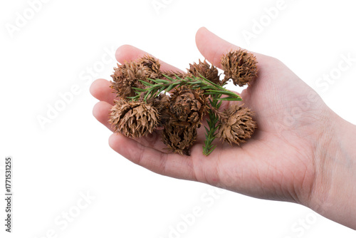 Beautiful pine cones on white background