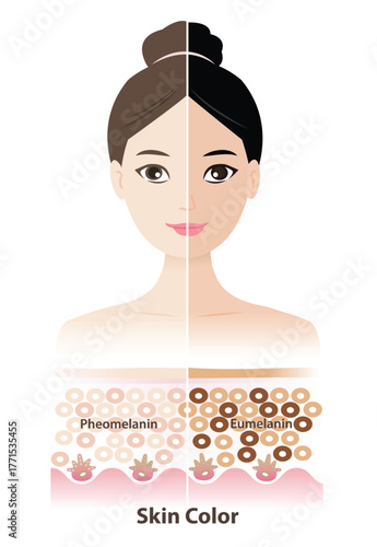 Comparison of two skin color tones on woman face vector illustration. Cross section of two main types of melanin, pheomelanin and eumelanin are produced by melanocytes in the epidermal layer of skin.
