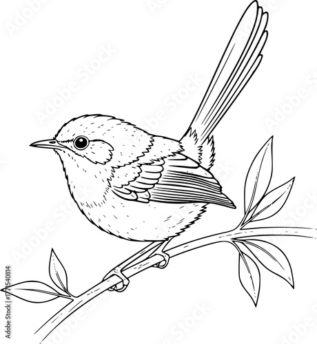 Fairy Wren Drawing – Black and White Vector Illustration, Small Bird, Outline Sketch, Delicate Features, Wildlife, Nature, Ornithology, Line Art, Minimal Design, Editable Vector.