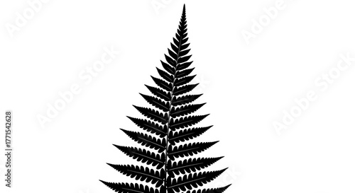 Silhouette of a fern leaf, botanical illustration