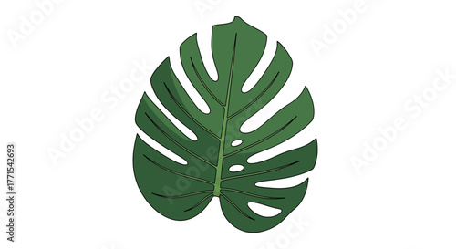 Monstera leaf, a tropical plant with unique foliage