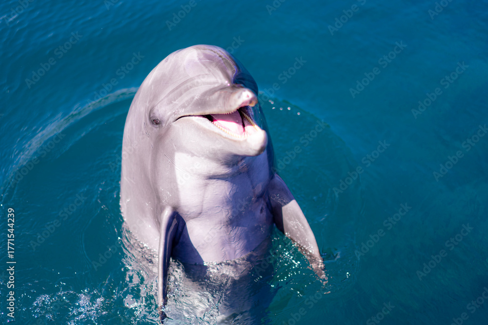 Obraz premium A cheerful bottlenose dolphin rising above the clear blue ocean surface, showing its teeth and appearing to smile in natural sunlight. A joyful and intelligent marine mammal captured in a vivid．