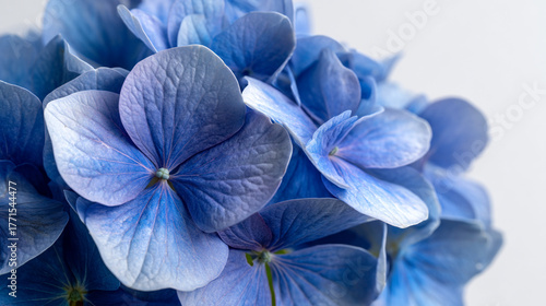A close up shot of a blue hydrangea flower against a white background